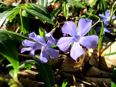 20130414Immergruen_Altlussheim09