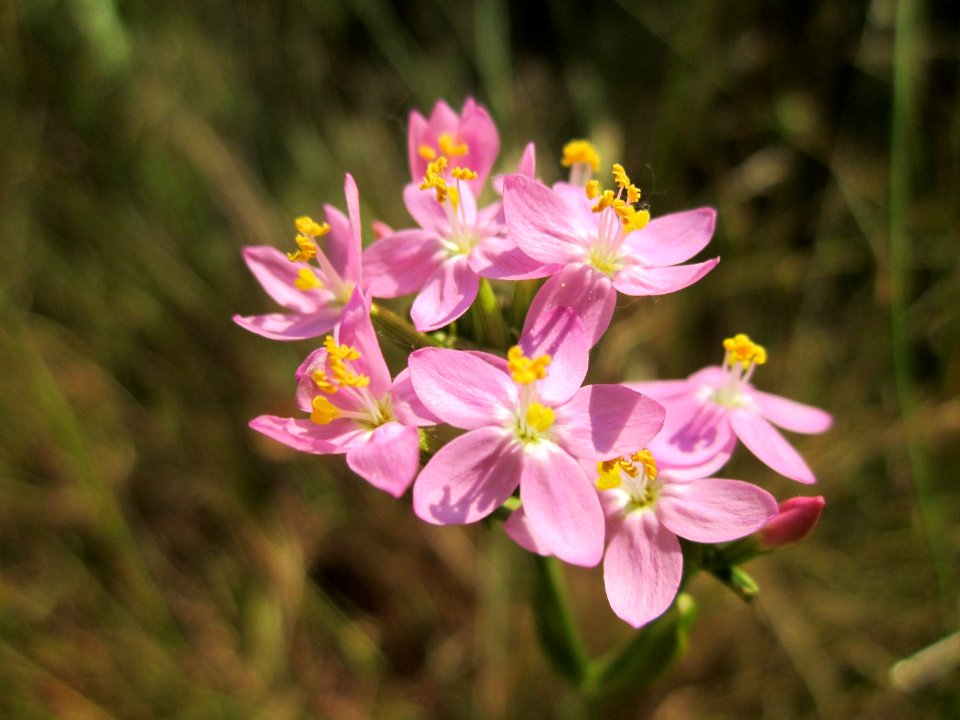 Centaurium erythraea