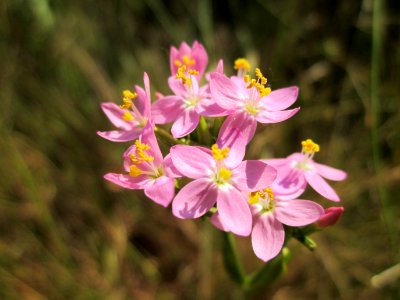 Centaurium erythraea