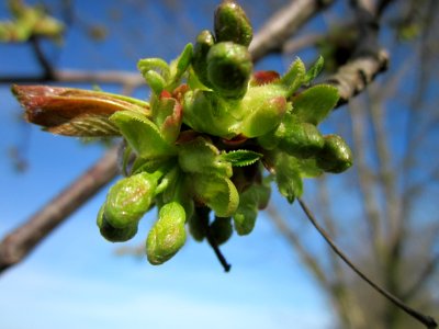 20130414Kirsche_Neulussheim2
