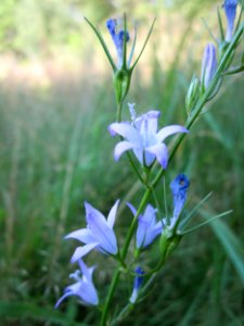 20130721Campanula_rapunculus