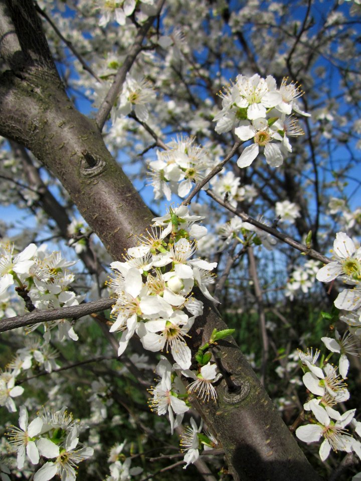 20130414Prunus_cerasifera_Reilingen15