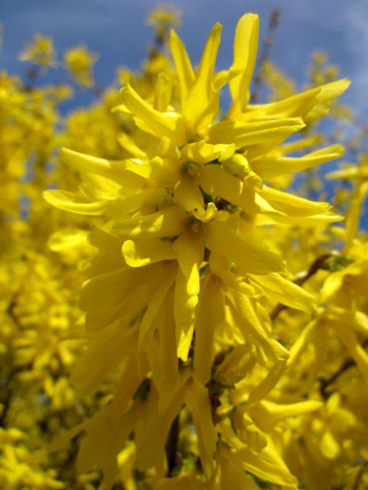 20130414Forsythie_Hockenheim4