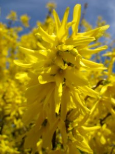 20130414Forsythie_Hockenheim4