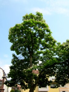 20130718Trompetenbaum_Saarbruecken01