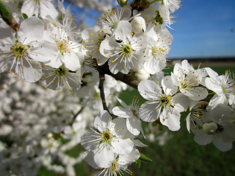 20130414Prunus_cerasifera_Reilingen06