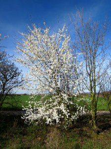 20130414Prunus_cerasifera_Reilingen02