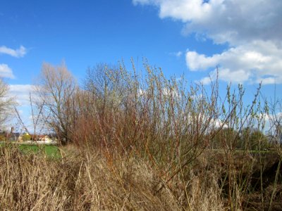 20130413Salweide_Hockenheim2