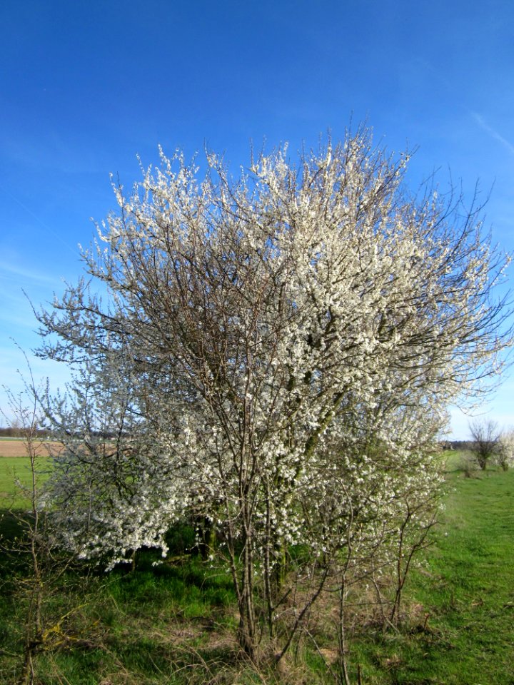 20130414Prunus_cerasifera_Reilingen10