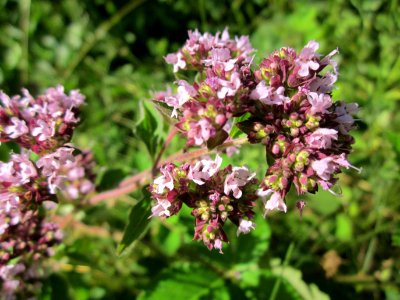 20130720Oregano_Steinbachtal