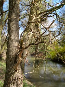 20130413Korkenzieherweide_Hockenheim3