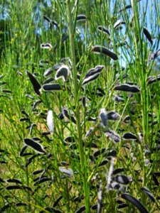 20130720Cytisus_scoparius1