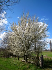 20130413Hockenheimer_Rheinbogen6