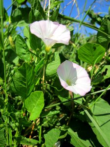 20130721Convolvulus_arvensis2
