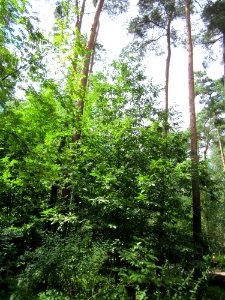 20130731Speyrer_Wald01