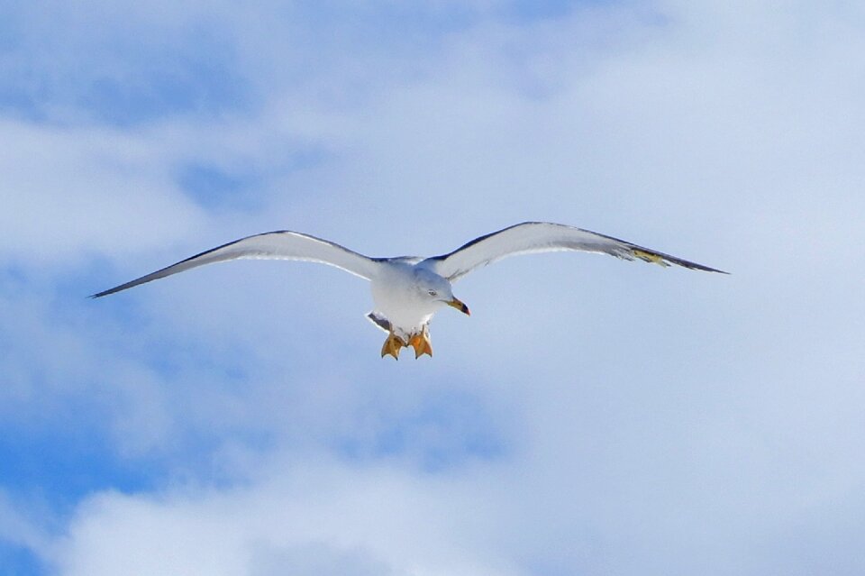 Sea gull seagull seabird