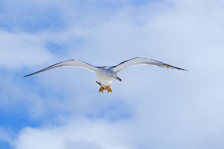 Sea gull seagull seabird photo