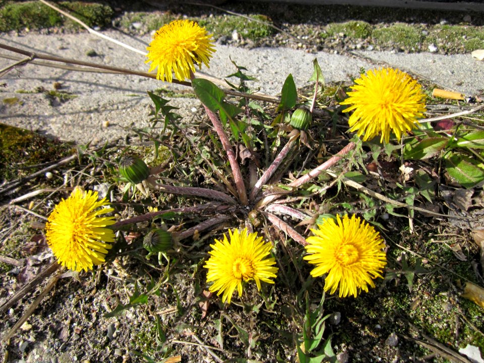 20130413Loewenzahn_Hockenheim2