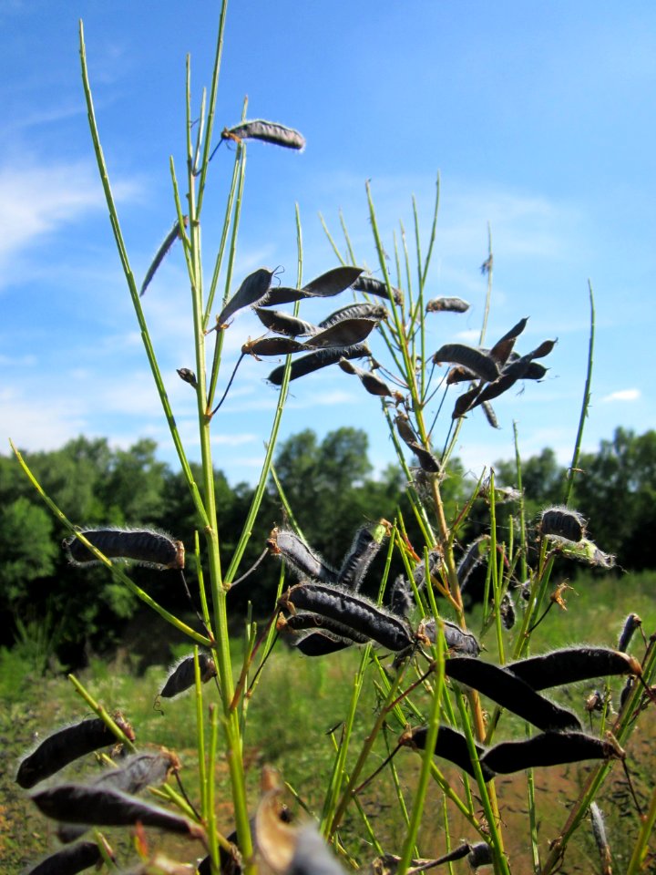 20130720Cytisus_scoparius2