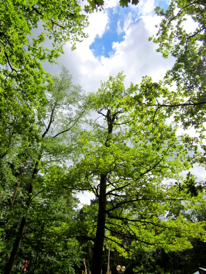 20130731Speyrer_Wald03
