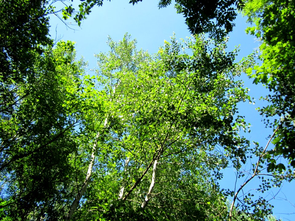 20130720Populus_tremula2