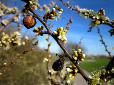 20130414Schlehdorn_Reilingen3