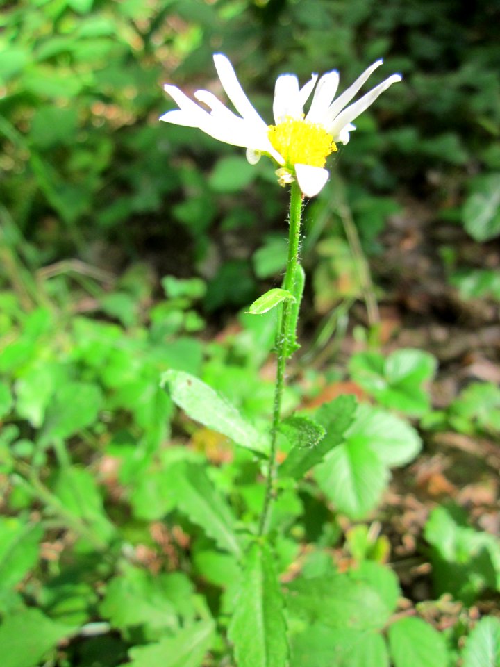 20130731Leucanthemum_vulgare2