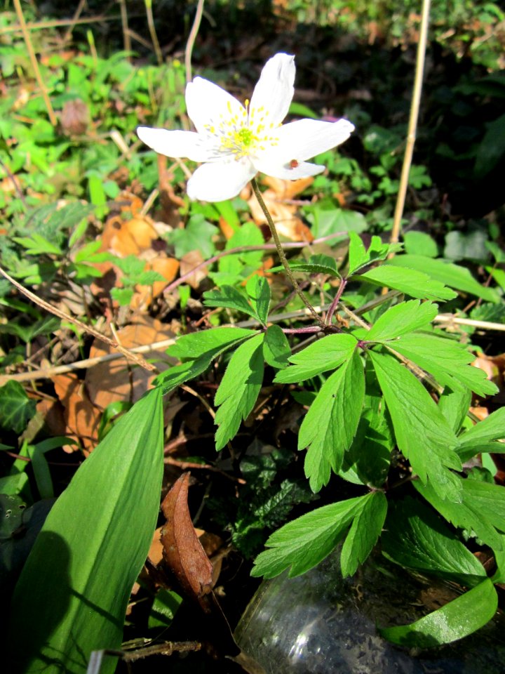 20130414Untere_Lusshart10