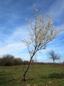 20130414Prunus_cerasifera_Reilingen17