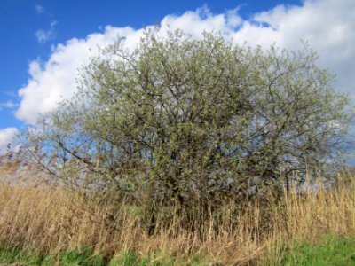 20130413Salix_cinerea1