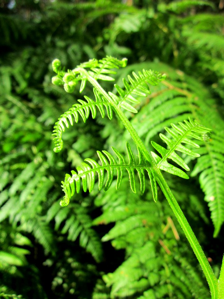 20130731Speyrer_Wald15
