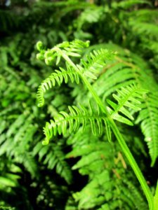 20130731Speyrer_Wald15