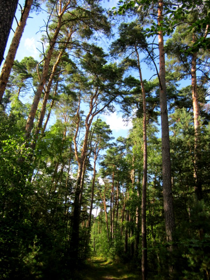 20130731Speyrer_Wald29
