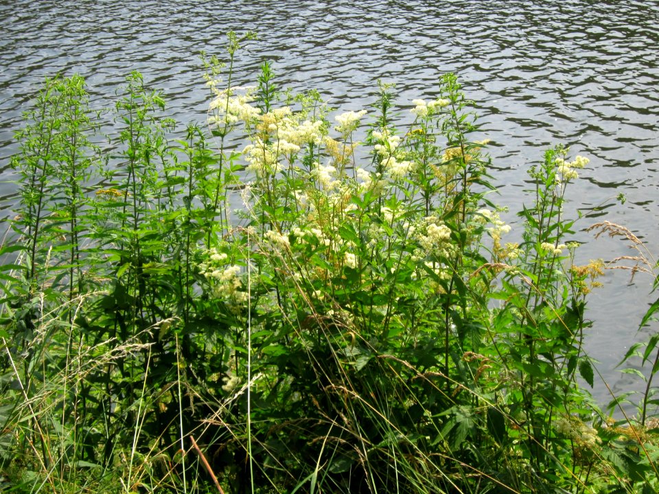 20130718Filipendula_ulmaria1
