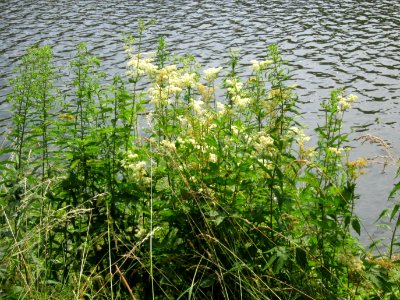 20130718Filipendula_ulmaria1 photo