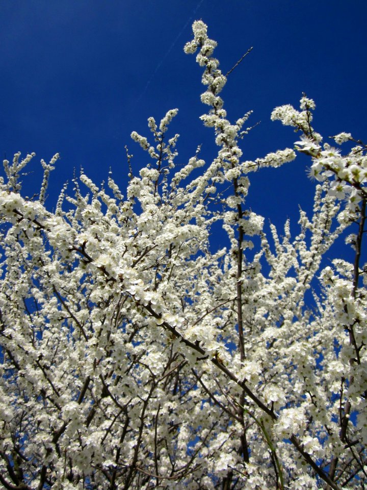20130414Prunus_cerasifera_Reilingen05