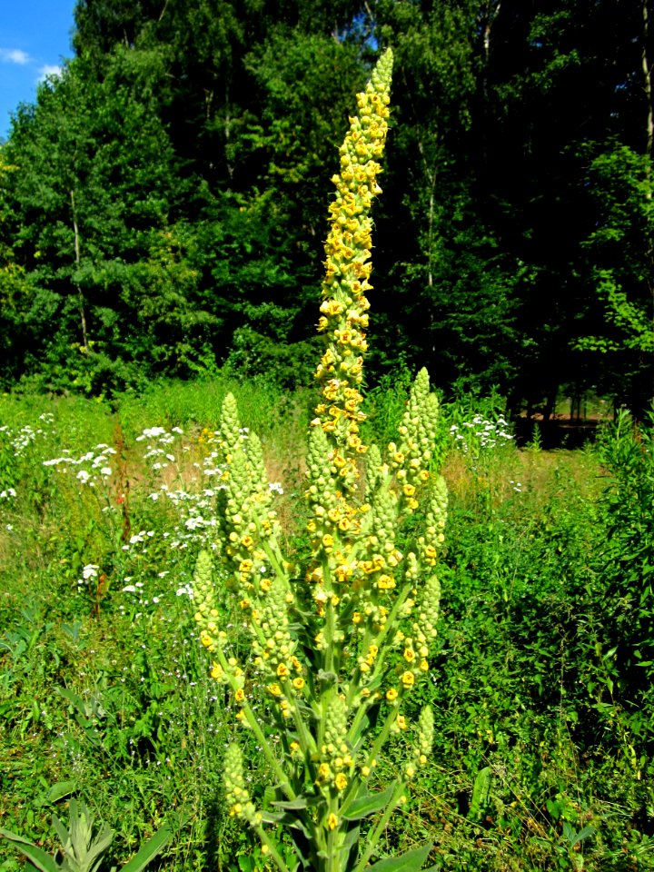 20130720Koenigskerze_Steinbachtal2