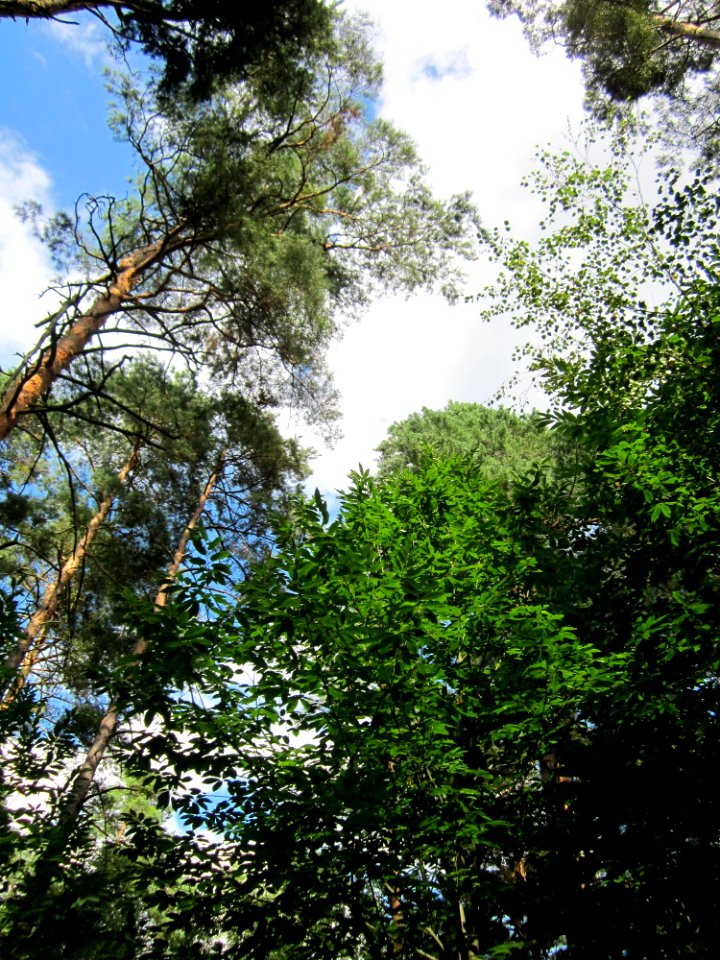 20130731Speyrer_Wald22