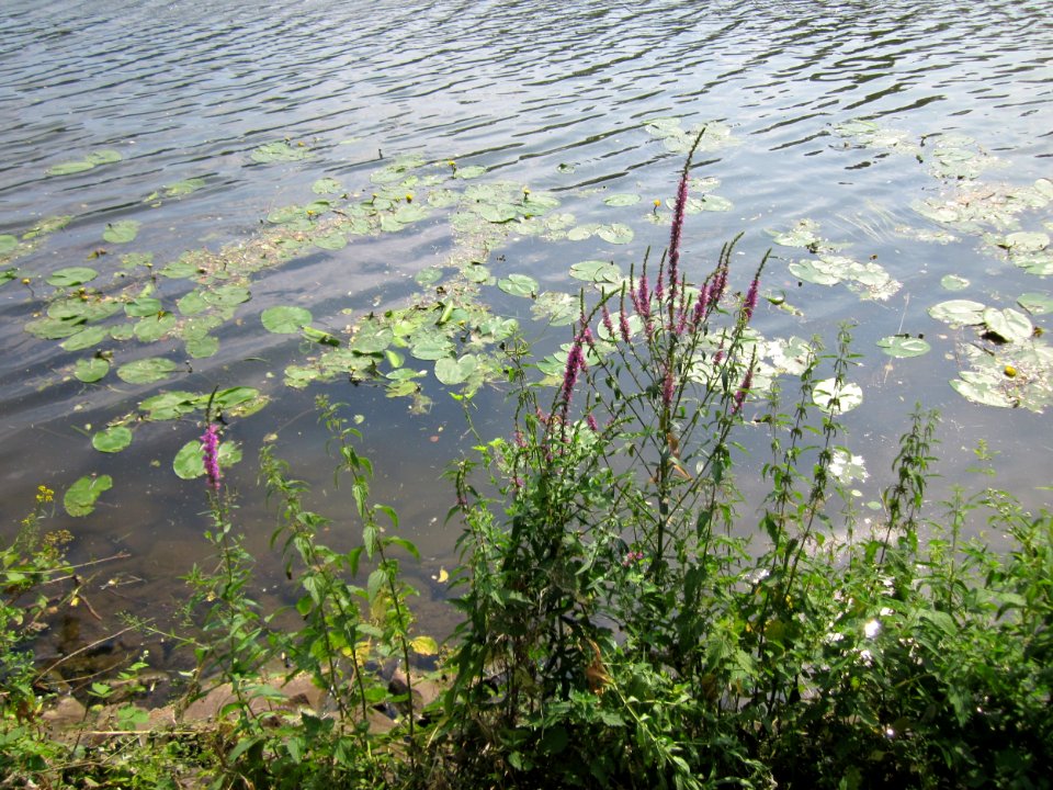 20130718Blutweiderich_Saarbruecken1