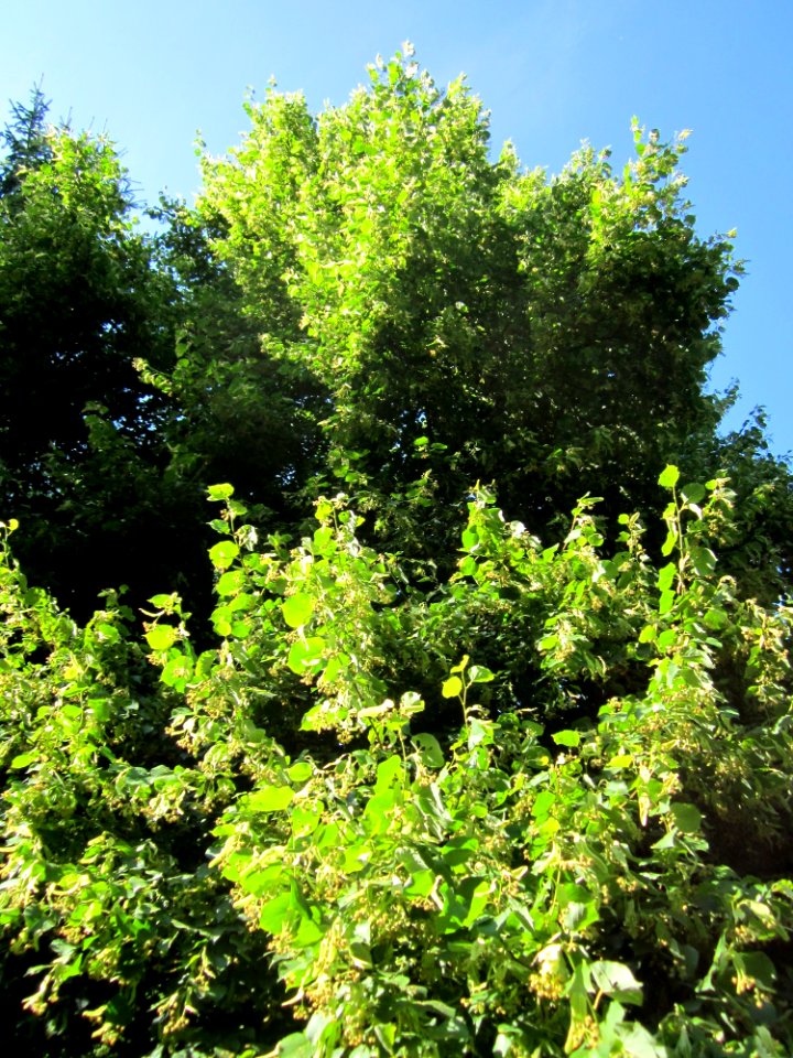 20130720Tilia_cordata1