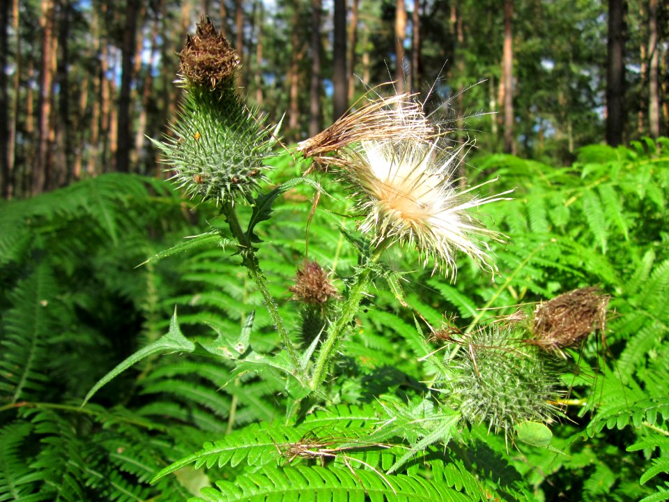 20130731Speyrer_Wald12