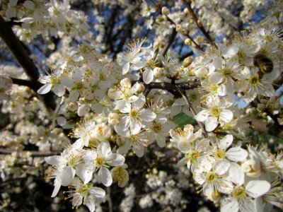20130414Prunus_cerasifera_Reilingen07