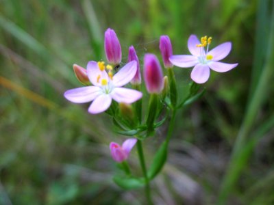 20130721Centaurium_erythraea2 photo