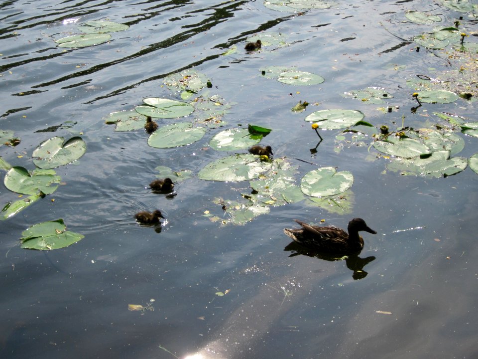 20130718Seerose_Saarbruecken4