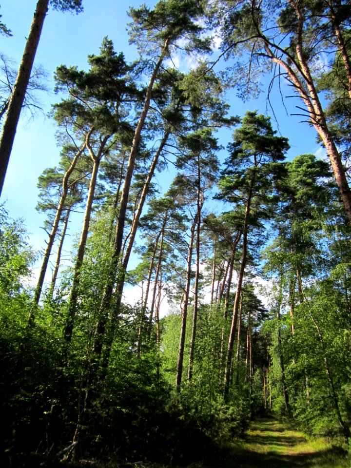 20130731Speyrer_Wald30