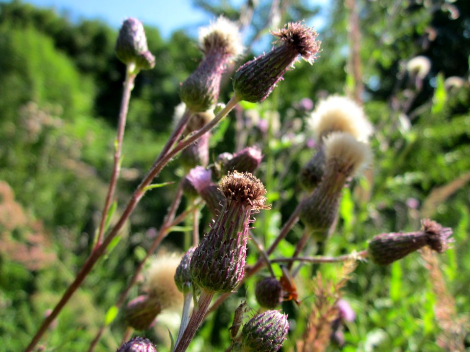 20130721Cirsium_arvense3