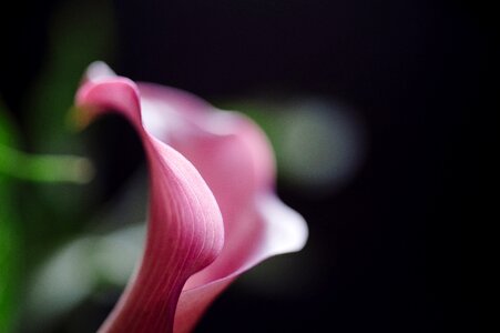 Floral blossom lilly