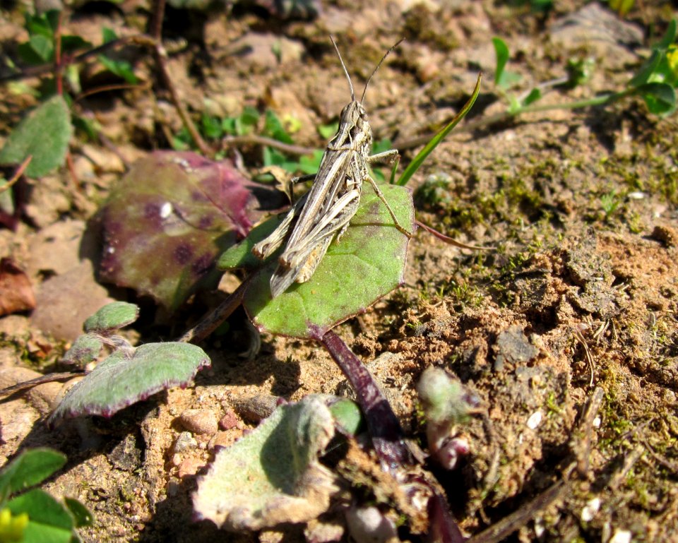 20130720Grashuepfer_Huflattich_Steinbachtal