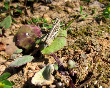 20130720Grashuepfer_Huflattich_Steinbachtal