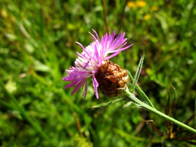 20130802Centaurea_jacea
